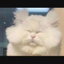 雪予