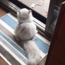 香格里辣