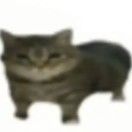 猫猫大侠oi