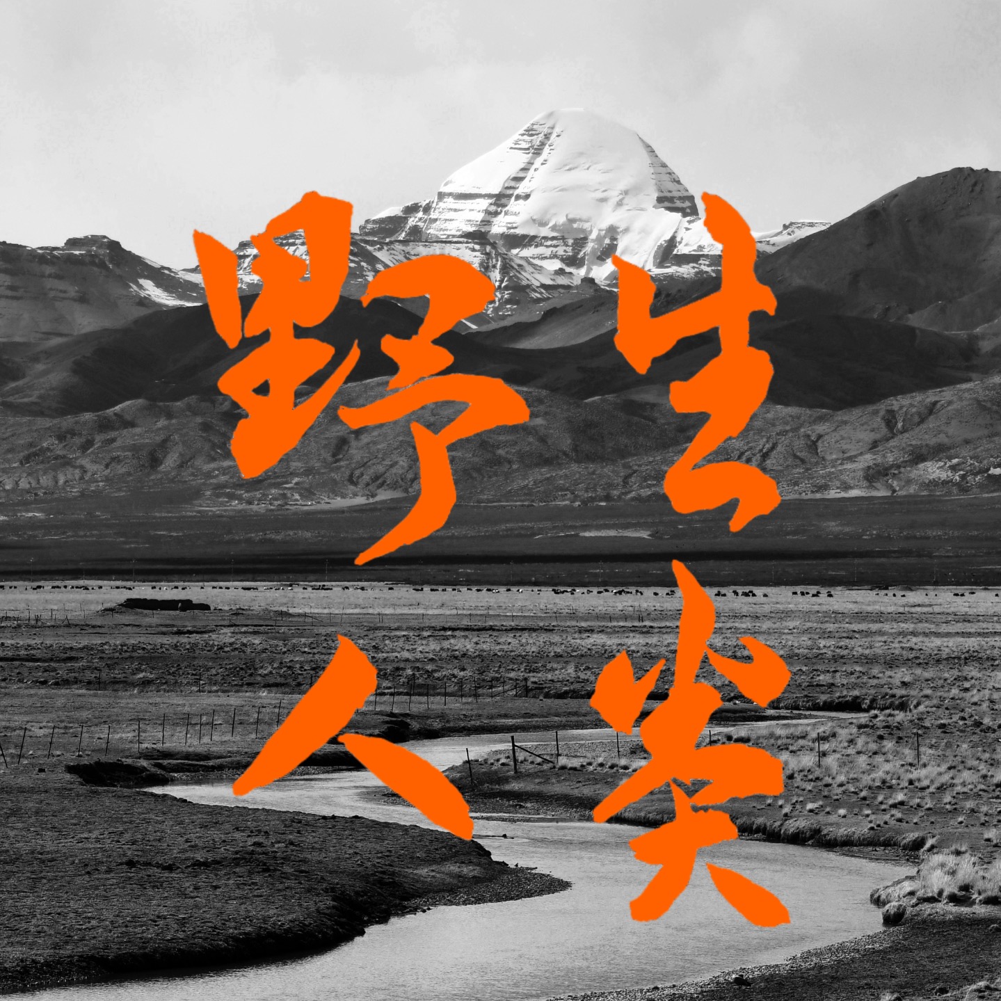 野生人类 Wild Human cover art