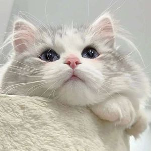 6606