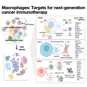 627-肿瘤巨噬细胞:下一代免疫治疗靶点