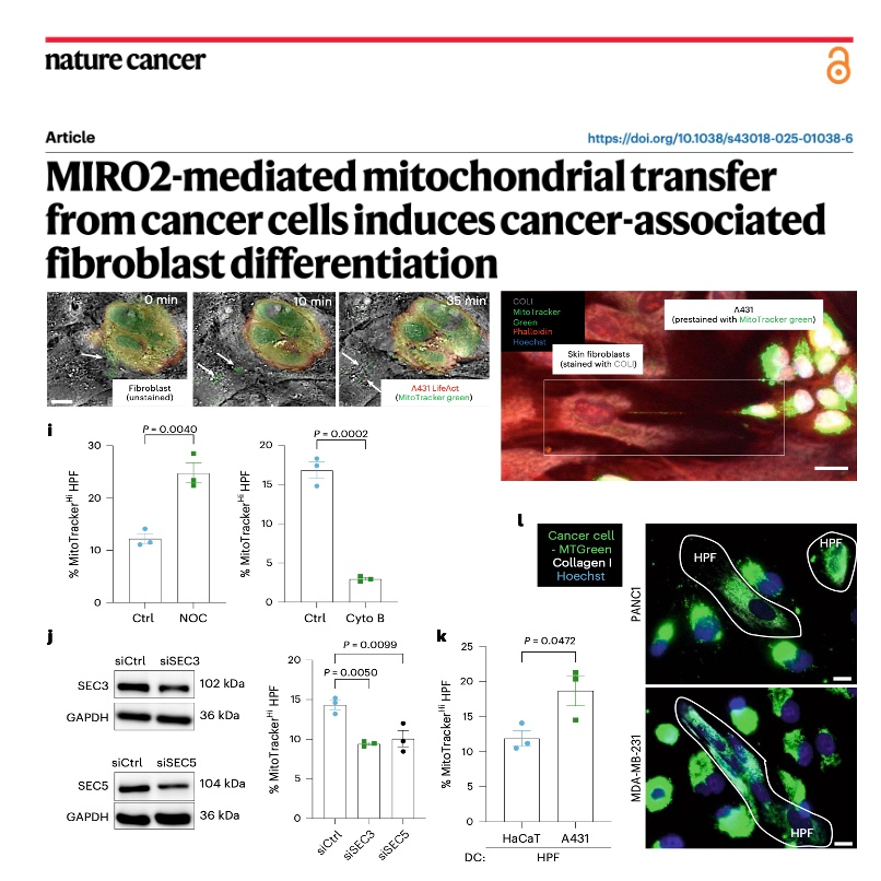 675-Miro2-Driven Mitochondrial Transfer episode artwork