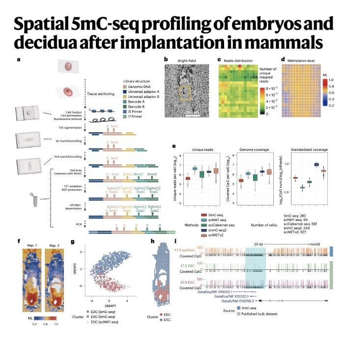 970-Spatial 5mC-seq Profiling of Embryos and Decidua episode artwork