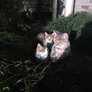 2023年12月六级作文第一套