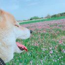二十一画