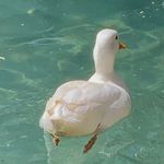 肇秋三一想回山东版