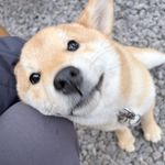 藏狗狗