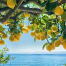 Lemon_s1X8