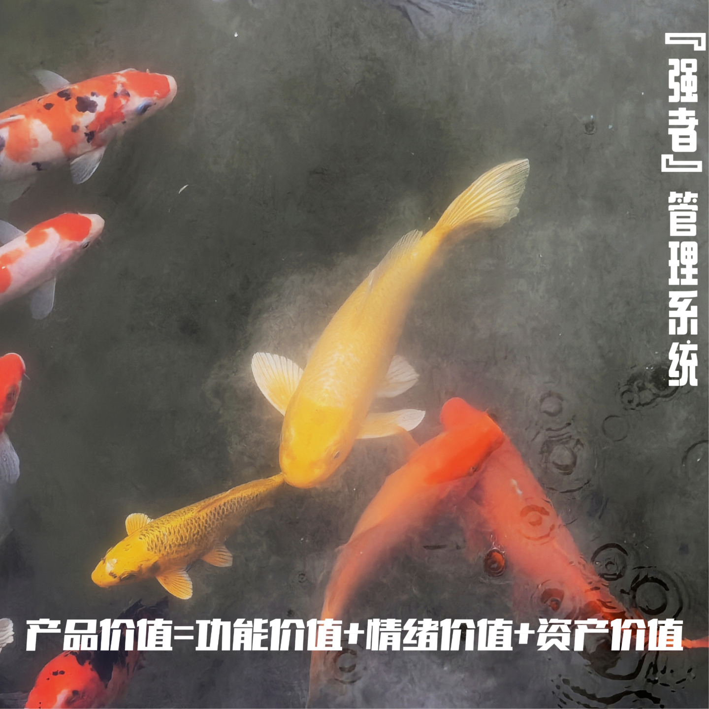 大佳的成长磁场