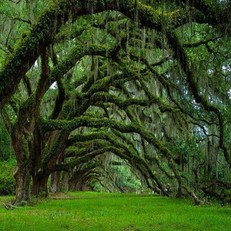 podcast-avatar