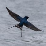 千秋岁引桂枝香