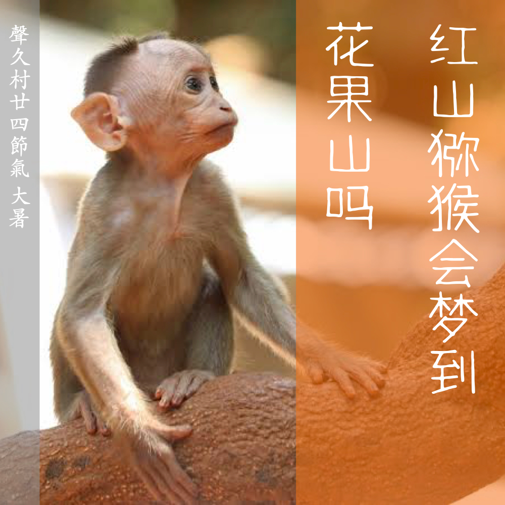 声久村二十四节气之大暑——猴山夜语｜动物园奇妙夜之二 episode artwork