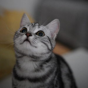 Vol.3 我的猫不爱我!养猫聊天局速进~