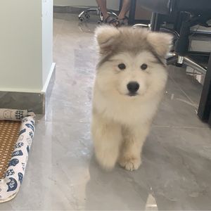 小碌儿