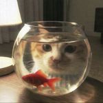 坐在路边钓鲨鱼