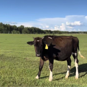 良好亲密关系的基石&基本判断思路