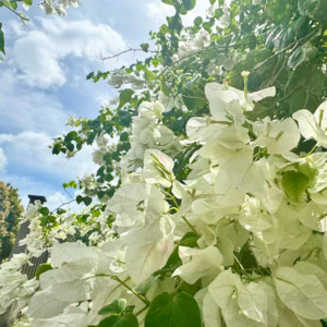 24🙋对话国际学校高中生：为什么在公立被嫌弃，在私立被重视？