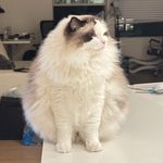 _O1V5