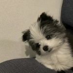 鱼鱼猫i