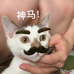 Maomao锚锚