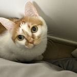 狸恃