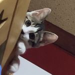 妙妙不生病
