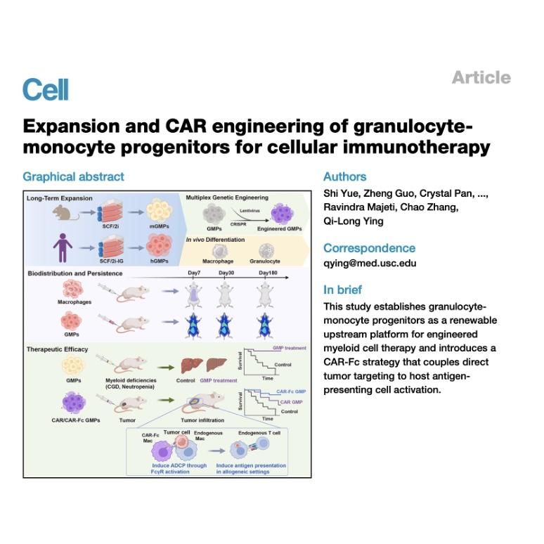 1310-GMP Expansion & Engineering for Cellular Immunotherapy episode artwork