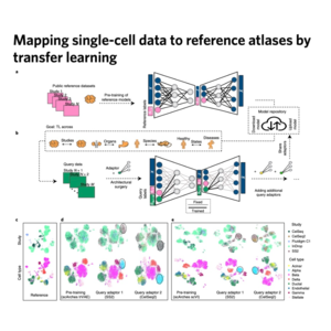 287-scArches: Reference Mapping for Single-Cell Atlases