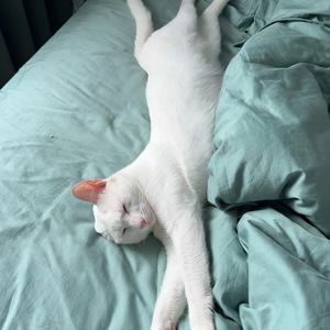 podcaster-avatar