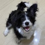 燕麦拿铁不加冰块