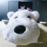 好运气haoyunqi