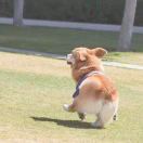 小短腿儿