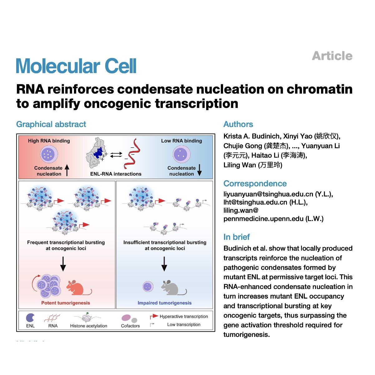 1241-RNA Reinforces Mutant ENL Condensate Nucleation episode artwork