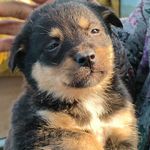 月亮饭团和小黑狗