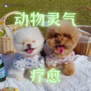 动物灵气疗愈，让你与宠物的之间的爱彼此守护