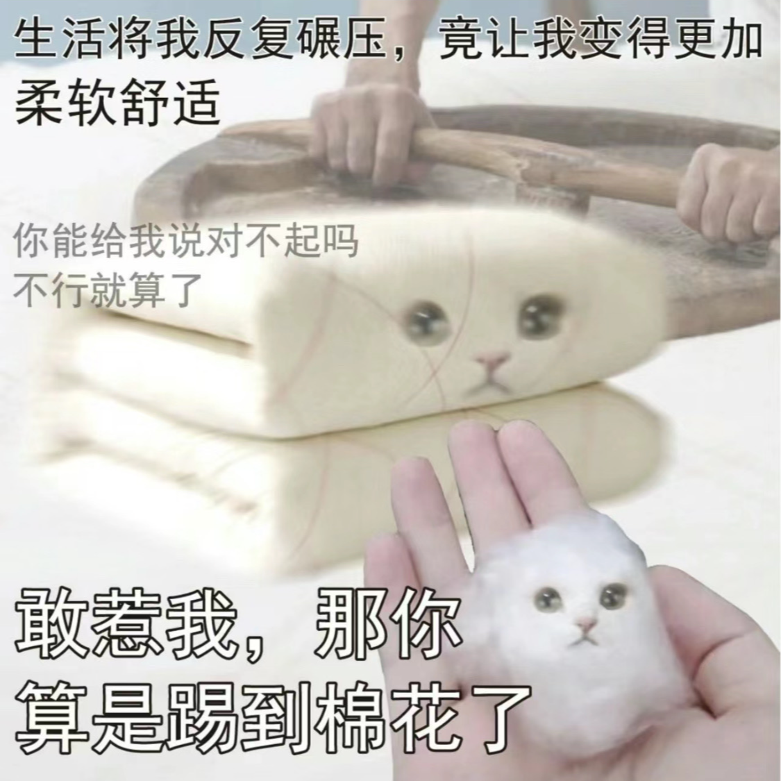 请你吃贝狗