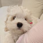 SPUophie