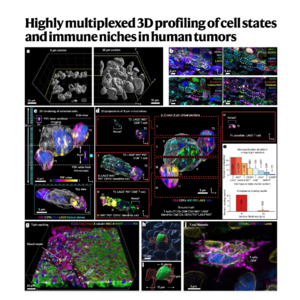133-Highly Multiplexed 3D Tumor Profiling