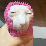 黄皮蛋蛋