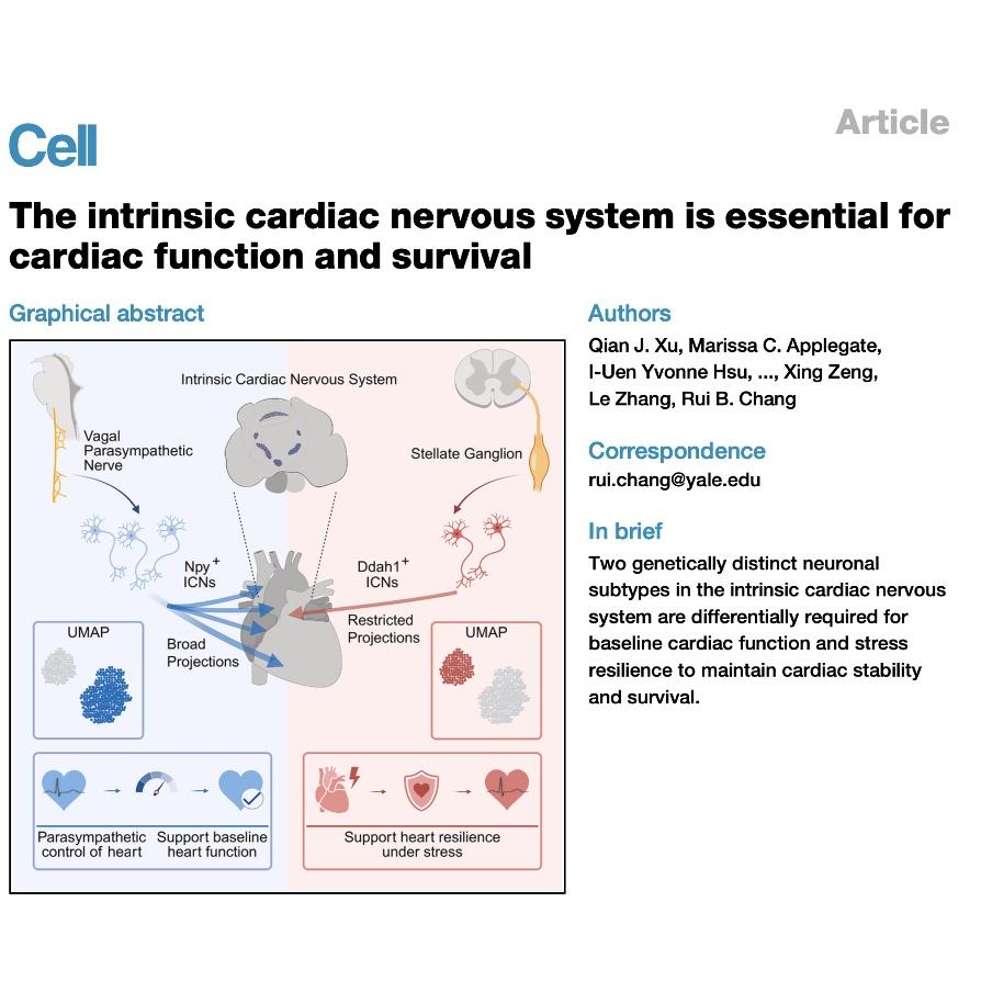 1498-Intrinsic Cardiac Nervous System in Heart Function episode artwork