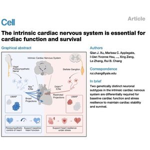 1498-Intrinsic Cardiac Nervous System in Heart Function