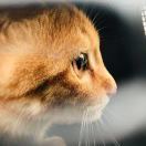 爱跑猫法老二两碎银子