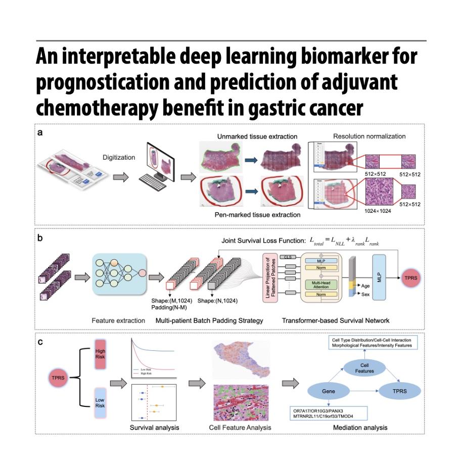 1268-Deep Learning Biomarkers for Gastric Cancer Prognosis episode artwork