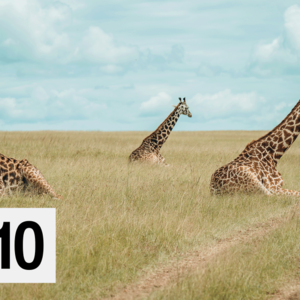 CNN 10｜Holiday sales down, giraffes at risk, crab migration