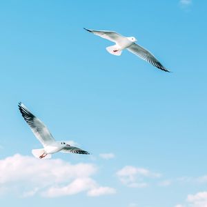 你当像鸟飞往你的山摘录