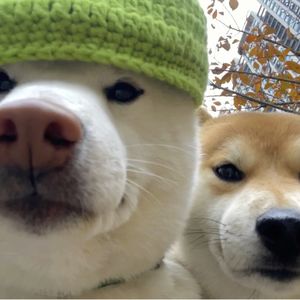 摸鱼一家人