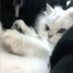 薯薯薯薯薯条