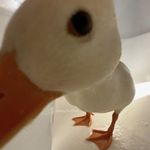 银辟法斯特