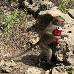 vol.4 弃乙投甲，会是一个光明的未来吗？